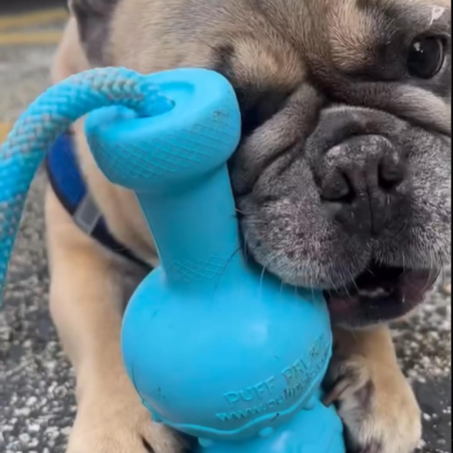 Puff Palz - Tug & Toke Juguete de Goma para Perros con Cuerda | - Imagen 4